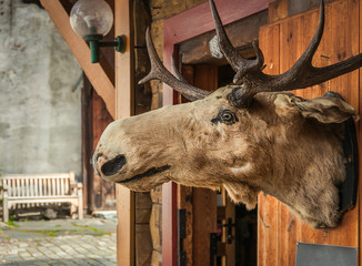 Reindeer head. Bergen. Norway