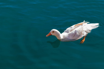 White duck on turquoise sea water.