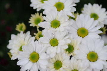 Obraz premium The beautiful chrysanthemums are in full bloom