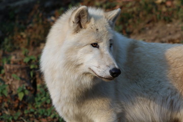 Obraz na płótnie Canvas Polar wolf