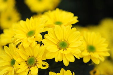The beautiful chrysanthemums are in full bloom