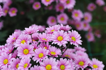 Obraz premium The beautiful chrysanthemums are in full bloom