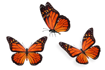 set of colored tropical butterflies isolated on white background