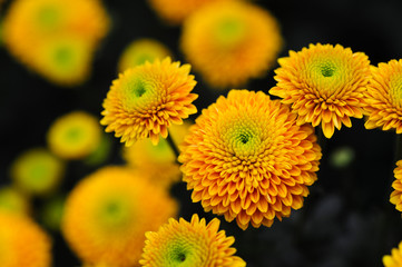 The beautiful chrysanthemums are in full bloom