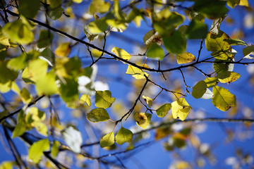 Gelbe bunte Blätter an Baum Ast im Herbst Wind an einem Ast vor blauem Himmel als abstraktes Close up