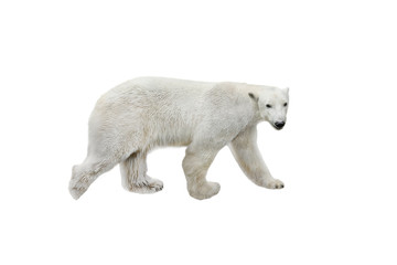 Obraz na płótnie Canvas polar white bear goes isolated