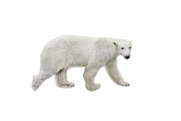 Fotobehang ijsbeer gaat geïsoleerd © fotomaster