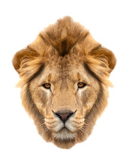 Portrait lion (Panthera leo) isolated on a white