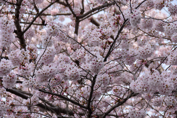 桜満開