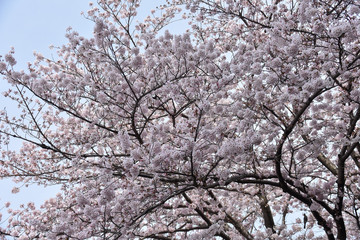 桜満開