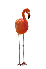 red flamingo (American flamingo) isolated on a white background