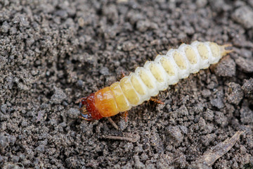 Larva of Zabrus tenebrioides Goeze is a species of black ground beetle (Carabidae). A pest in soil 