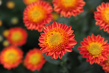The beautiful chrysanthemums are in full bloom