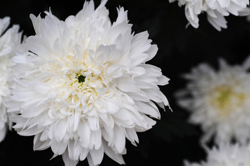 The beautiful chrysanthemums are in full bloom