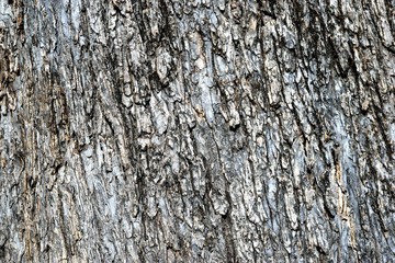 Tree bark background in the forest