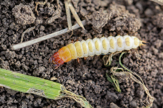 Larva of Zabrus tenebrioides Goeze is a species of black ground beetle (Carabidae). A pest in soil 