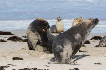 Australian sea lion, Neophoca cinerea, on the beach at Seal Bay, Kangaroo Island, South Australia, Australia.