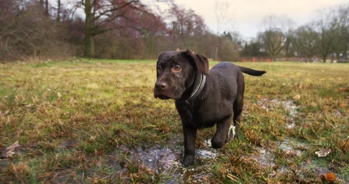 Close up of a young labrador walking through flooded meadows in slow motion