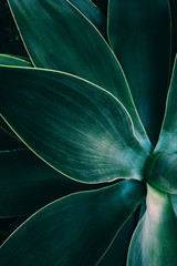 Agave leaves close up shot in low key. Dark background texture
