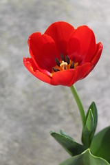 Tulipano rosso con gambo lungo