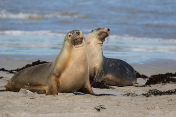 Pair Australian sea lion, Neophoca cinerea, on the beach at Seal Bay, Kangaroo Island, South Australia, Australia.