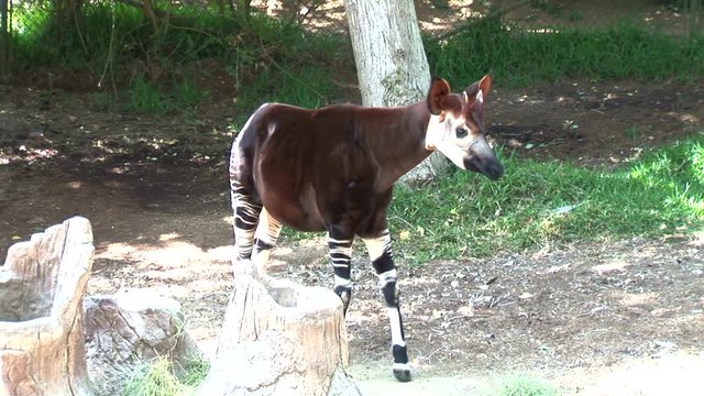 Okapi-ws