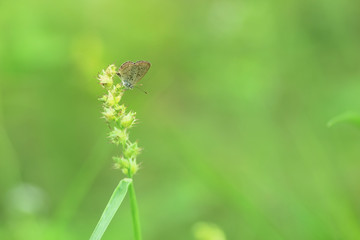 butterfly sweet color asian borneo 