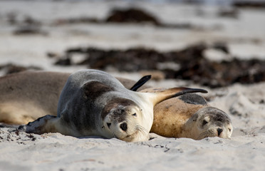 Cute pair Australian sea lion, Neophoca cinerea, sleeping and hugging on the beach at Seal Bay, Kangaroo Island, South Australia,