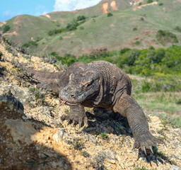 Komodo dragon sniffs the air with his forked tongue.. Scientific name: Varanus komodoensis. Biggest in the world living lizard in natural habitat. Island Rinca.