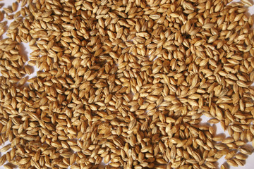 Malt seeds on white closeup