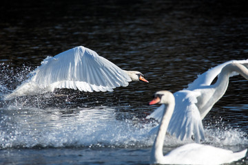 A group of mute swans focusing on the swan landing on the water.