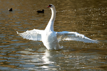 Mute swan standing in water with wings outstretched