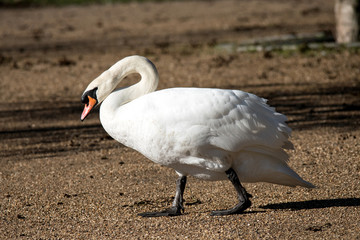 Mute swan walking on dry land