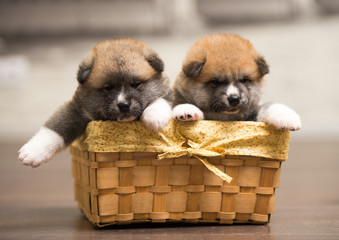 two puppies in basket