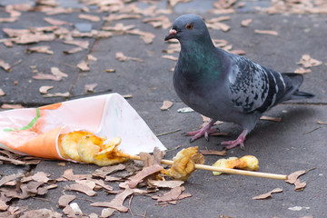 Dove eats on the street