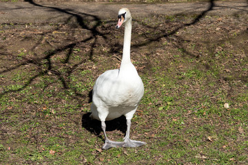 Mute swan standing on a grass bank with the neck upright.