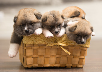 puppies in basket
