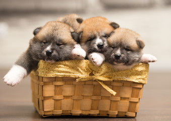 puppies in basket