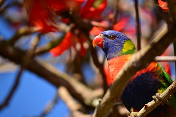 Lorikeet's glare