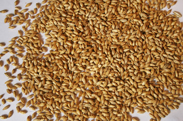 Malt seeds on white closeup