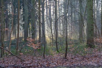 Obraz premium Nature