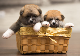 two puppies in basket