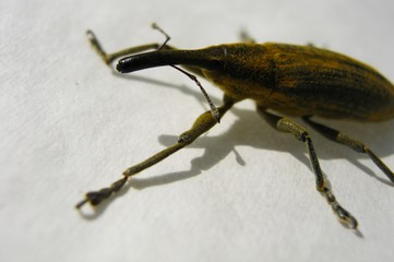 Brown weevil beetle on a white background