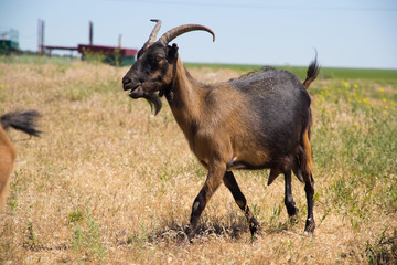 goat with horns