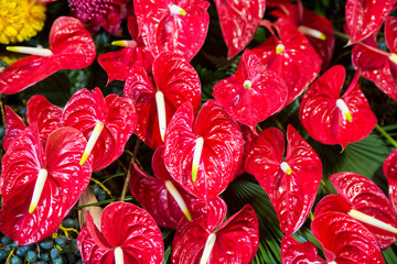 PORTUGAL MADEIRA FUNCHAL FLOWER FESTIVAL