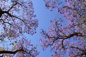 Purple jacaranda blossom