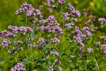 Fototapeta premium Wild origanum blooming in forest