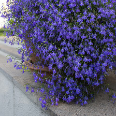 Lobelia flowers