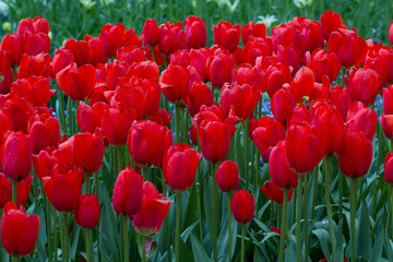 Fototapeta premium Flowers red tulips flowering on background of flowers yellow tulips in tulips field