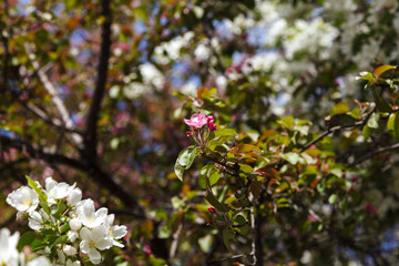Spring tree with pink flowers in the garden on a sunny day. Blooming branches of the peach tree, blurred background